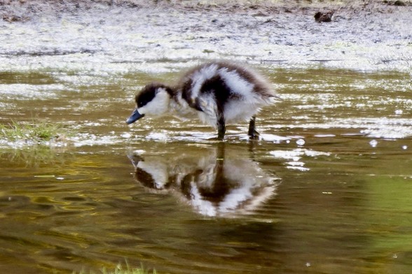 Paradise shelduck chick peers into shallow water at something interesting, edible or both