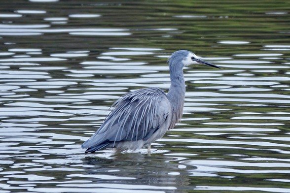 White face and blue-grey neck & back feathers, in shallow water
