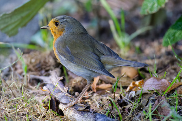 A close-up of a European Robin in the undergrowth. It is standing on a small stick that fell to the ground.