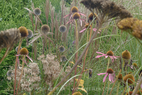 The photograph shows a section of a densely planted autumnal border. From the front, Achillea filipendula seedheads, Echinacea purpurea going over and seedheads, weeds, Echinops ritro seedheads and flowering ornamental grasses. 
The light has a hazy, soft, autumnal quality.