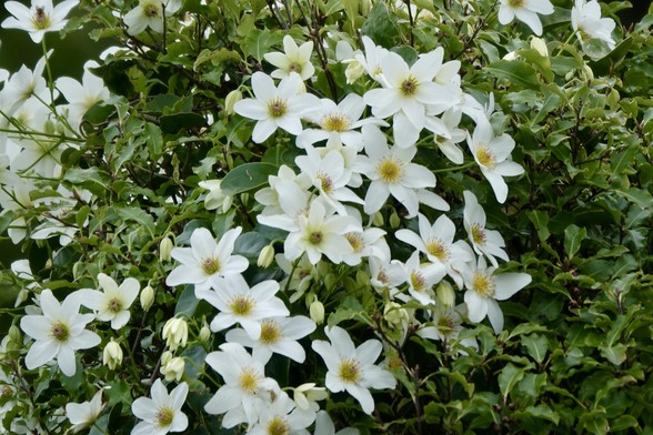 White flowers against green leaves of bush this clematis is climbing on