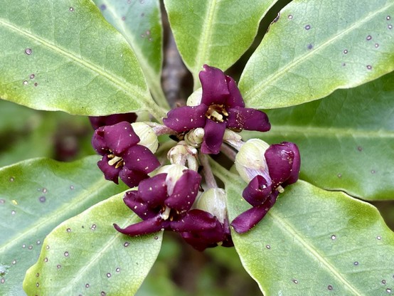 Purple flower cluster at centre of green leaves