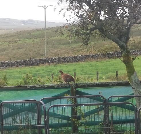 A red grouse sitting on a wooden garden fence. A rowan tree is to the right. Beyond the fence are fields with a dry stone wall between them.