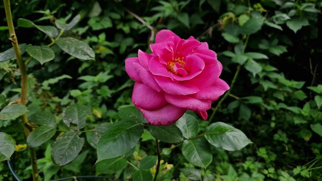 Magentafarbene gefüllte Rose