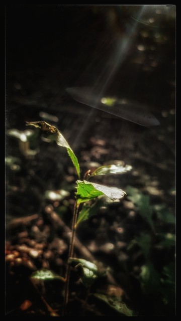 A ray of morning sun illuminating an oak sapling in the woods this morning against a darkly mottled background of browns and greens.