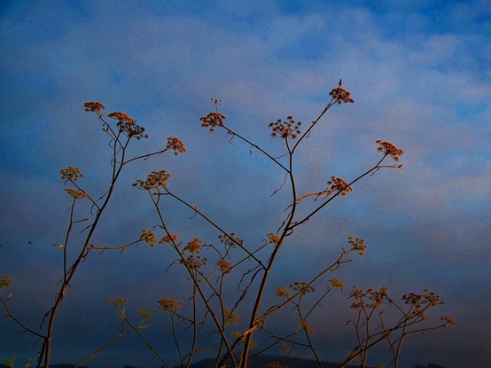 Blooming Fennel at Dusk