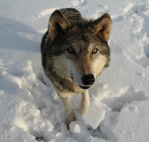 A picture of a wolf.