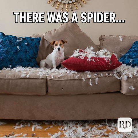 A meme showing a dog with an innocent look sitting on a couch with multiple torn up couch pillows.  There are pillow feathers all over the couch and floor.  The caption is "There was a spider..."