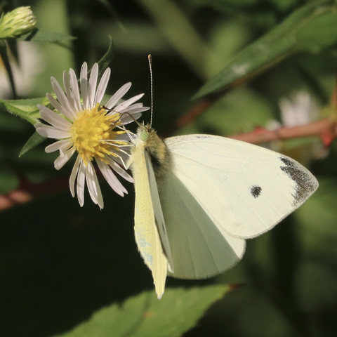 A white butterfly perched on the yellow center of white flower