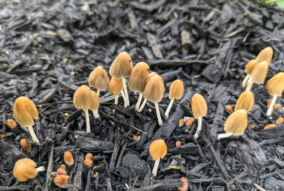 A group of small brown cap mushrooms growing out of mulch they're shaped like a bell