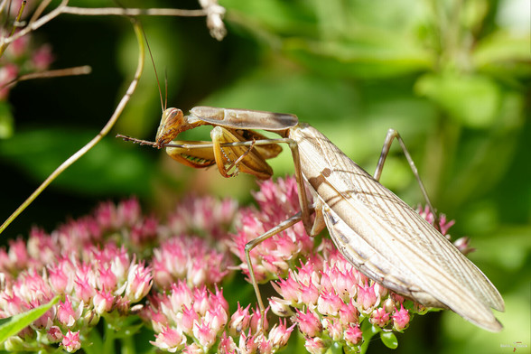 Eine Gottesanbeterin (Mantis religiosa) sitzt auf Blüten der großen Fetthenne (Hylotelephium telephium) und reinigt eines ihrer Hinterbeine mit ihrem Mundwerkzeug.