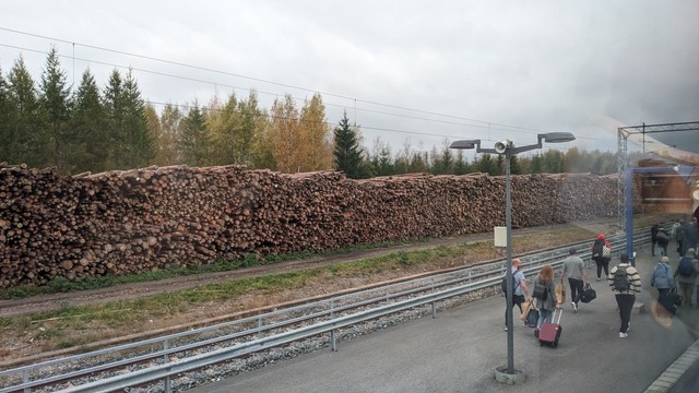 A wall of tree logs