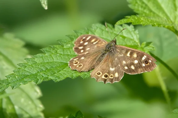 Brown butterfly with white/beige dots on a Nettle leaf.