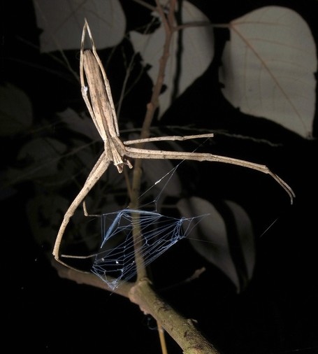 Una araÃ±a de abdomen y patas alargadas que sostiene su red con seis de sus patas.
