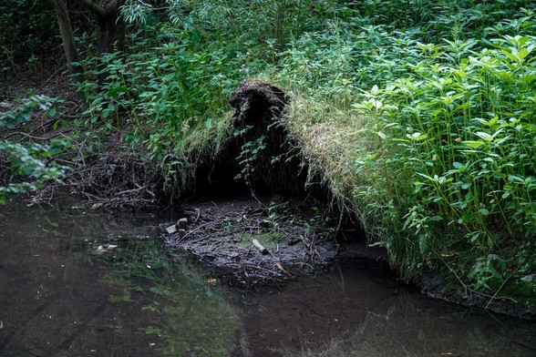 On the side of a river, a  raised hollow has tufts and darker areas that give the impression of a face of dark earth and a hand of curling leaves. Below it there is a small area of mud and sticks. Behind there is a wide variety of undergrowth.