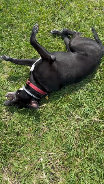 Duke rolls in the grass