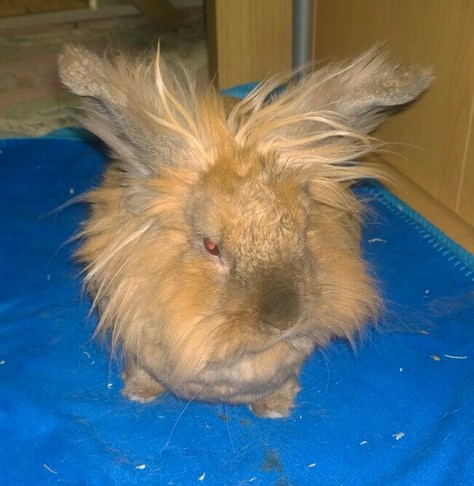 Light brown lion-head type rabbit standing on a bright blue blanket, facing the camera but looking slightly to the right. His ears are each about forty five degrees out from vertacle in a V shape. The tips of his front paws are just visible under his big ruff. His wiskers are visible round his nose, the longer ones curve outwards and slightly downwards. The shorter ones thata re closer to his mouth curve slightly outwards but point downwards to help with navigating any tasty food where it needs to go.