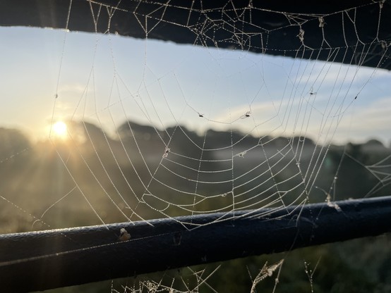 A spiderâ€™s web on the uprights of a foot bridge, with a low morning sun in the background