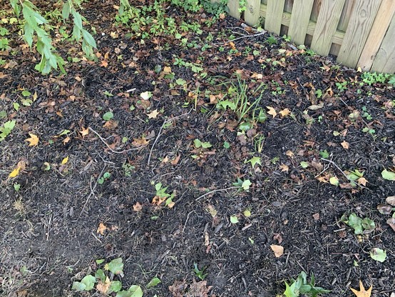 A mulched area with some light foliage up against the fence. I assess with high confidence that there is, in fact, dog poop I need to pick up; but I honestly canâ€™t find it.