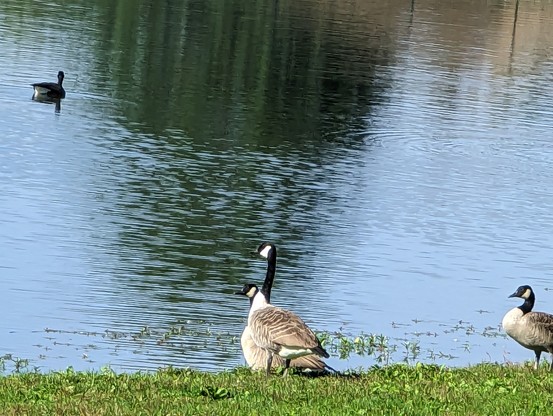 Two Canada geese near a small pond in the afternoon sun.