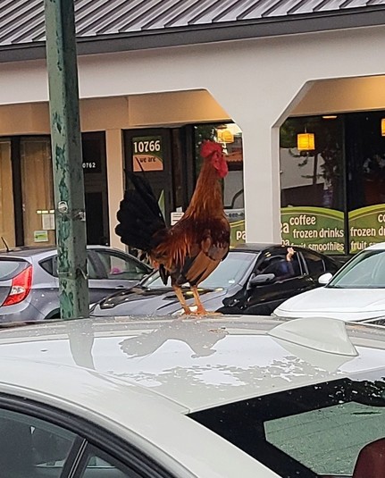 Rooster on top of a car in a parking lot in a strip mall.