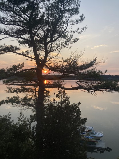 Looking through a tall pine treeâ€™s branches to see the sun and its reflection on the calm water of Casco Bay. The sun is just about to sink below the strip of land. The tree and some shrubs are silhouetted in the foreground.