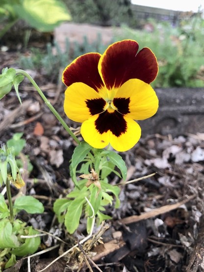 A bright yellow pansy with a dark red brown center face, and two big red brown petals on top. It is growing low to the ground.