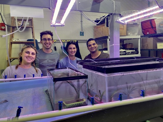 Photo inside a lab. Four people stand behind a row of tanks with seagrass in them.