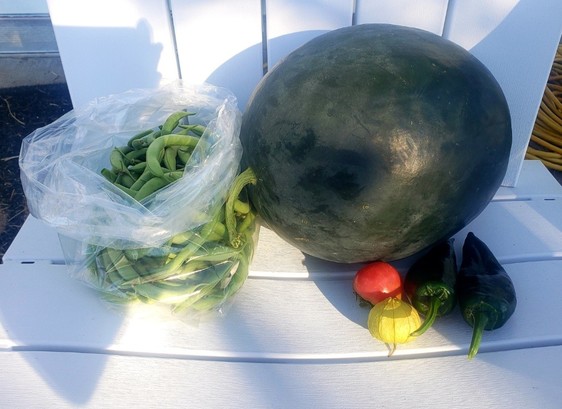 A 1.5 lbs. bag of green beans, a 10.5 lb. watermelon, a tiny tomato, a tomatillo, and two big poblanos.
