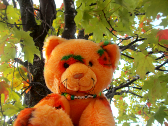 Nutmeg, a Build a Bear Pumpkin Fun Kitty with bright orange-yellow fur and pumpkins printed all over her, is pictured in front of a tall tree full of leaves. Most of the leaves are green, but some of them have bits of orange colour change to them. Nutmeg is also wearing a kandi necklace made of green, orange and yellow beads, and it says her name on it.