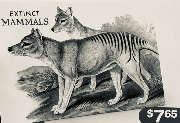 Thylacine, extinct mammals 4SALE