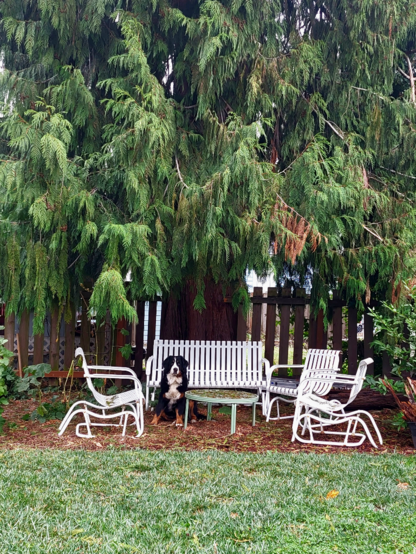 A Bernese Mountain Dog sits out of the rain under the canopy of a western red cedar tree. White painted antique gliders are around her.