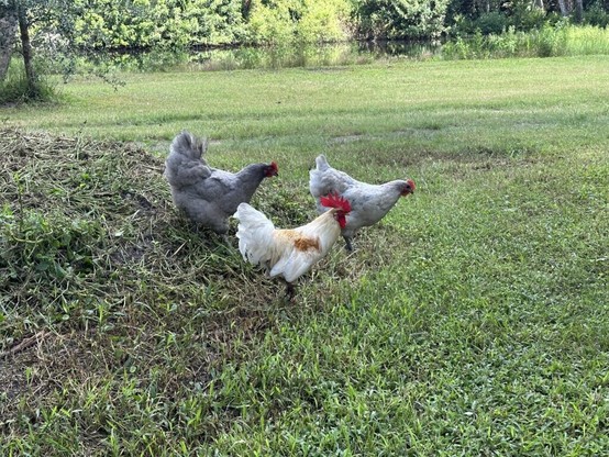 How do I introduce new chickens to the flock?
