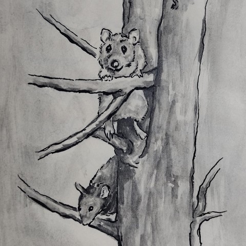 Wild rats in a tree looking cute. Pen and ink with liquid graphite watercolor.