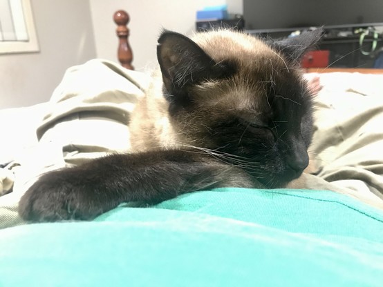 A female seal point Tonkinese cat sleeping comfortably  in my lap on one outstretched arm.