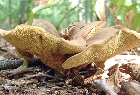 3 or 4 Ash Bolete mushrooms growing in the woods. They have yellowish undersides with wavy brown caps. They grow near to Ash trees.