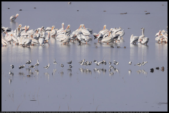 American White Pelicans (Pelecanus erythrorhynchos) and American Avocets (Recurvirostra americana) and other birds at Salt Plains National Wildlife Refuge in Oklahoma, United States on September 6, 2023

The birds are standing in shallow water in early morning light that is colored by smoke haze