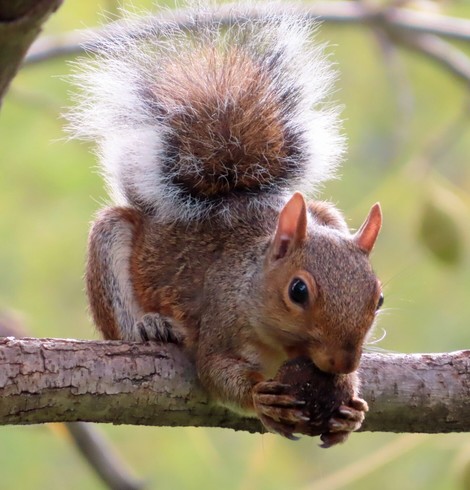 Reddish squirrel on branch, eating a walnut