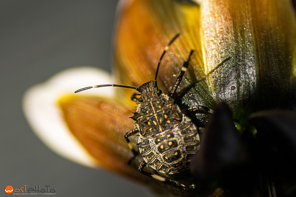 A stink bug sitting on a yellow-green flower enjoying the warm sunlight