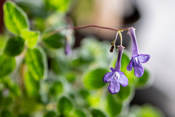 Image of a small cluster of false African violet flowers and flower buds at the end of a long, slender stem extending out from the main plant which is in the background and out of focus. False African violet flowers are trumpet shape with a long cone that flares out to to five petal-like scallops at the end. Each flower has a small stem that connects it to the main stem. The flower are purple with purple markings at the entrance of the white interior. The leaves are tear-shaped, bright green, and have a fuzzy/hairy surface.