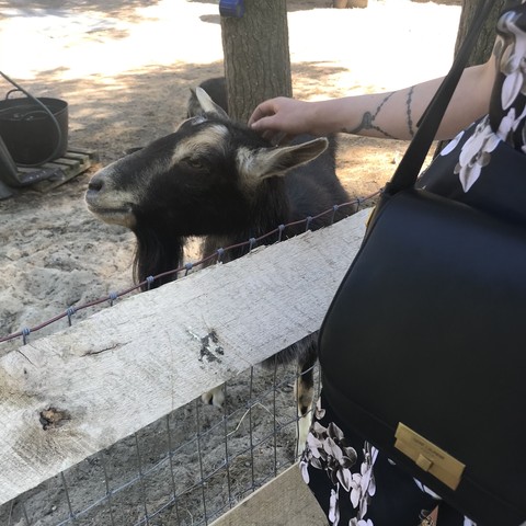 goat being petted by a person holding a designer bag