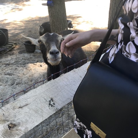 contented goat being petted by a person holding a designer bag