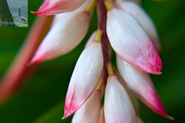 A macro photograph of the buds of a ginger plant. They are white on top, and pink at the bottom, where the flower will soon open.