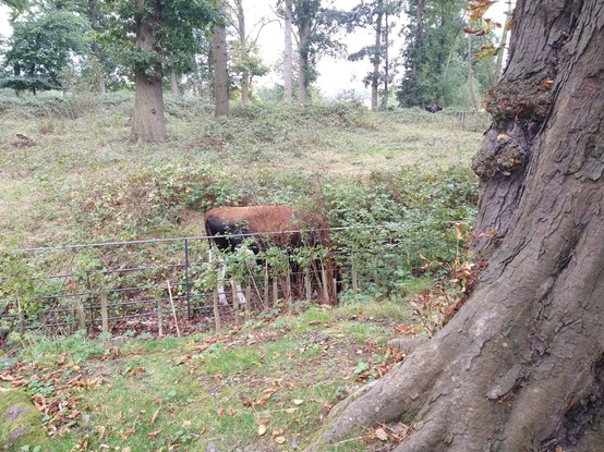 A brown and black cow grazing amongst some bushes. She's not very visible
