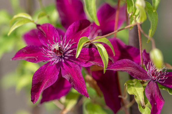 Image of a magenta clematis flower surrounded by other clematis flowers and leaves in the foreground and background. This variety of clematis has six teardrop-shaped petals that radiate from the flower's center which contains curved, spike-like, pink-purple stamens surrounding frilly white pistils. The leaves are bright green and tear-shaped.