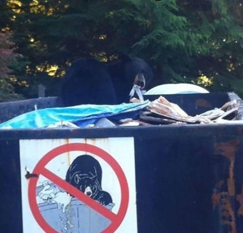 black bear in a dumpster that has a sign on it side showing a black bear in a dumpster with a do not allow symbol on top