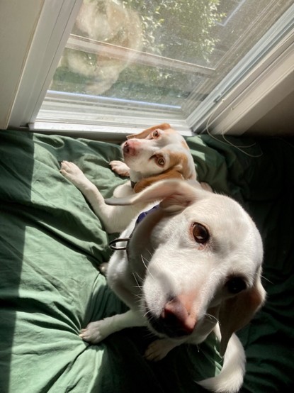 Two beagles on a bed in sunshine
