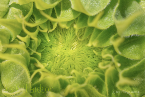 A macro photograph of a green sunflower. Artist Iris Richardson, gallery Pixel