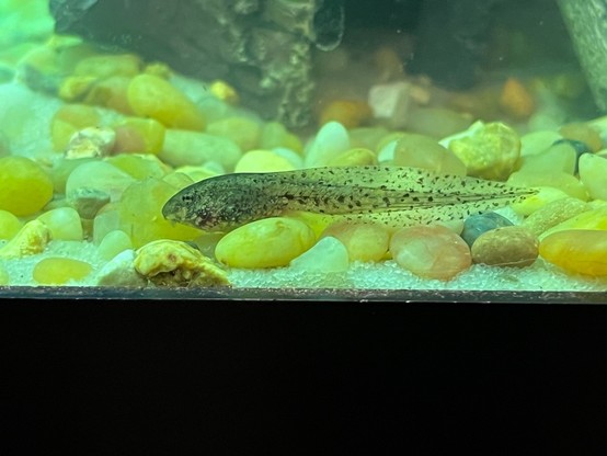 grey and black spotted tadpole in an aquarium