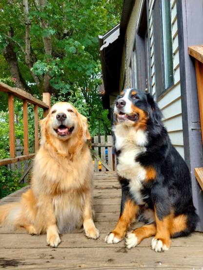A smiling Golden Retriever and a Bernese Mountain Dog sit on a wood deck.